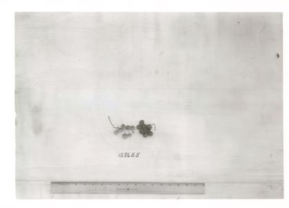 Click for 1 image(s) for this accession. FRUIT